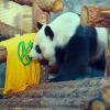 ФНЛ и Московский зоопарк провели совместную акцию к Всемирному дню защиты животных